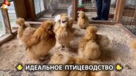 Идеальное птицеводство достойно восхищения 🐓🦆🦢🦚🦃🐔 эпизод (160)