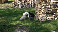 Дом у озера. Утки появились в хозяйстве.