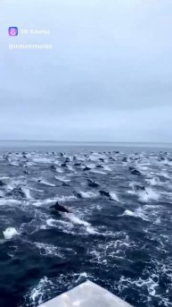 🐬
