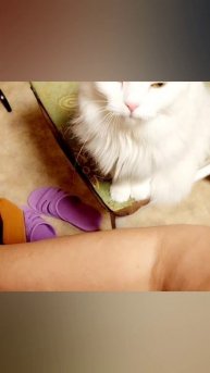 Кошечка просит ласки 💞