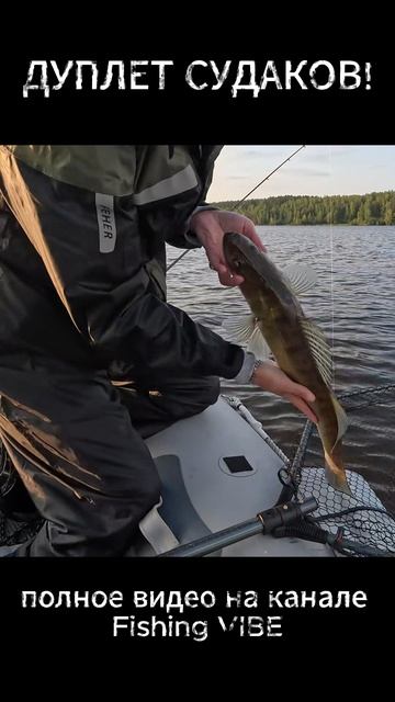 Дуплет судаков!!!
#рыбалка #fishing #shorts