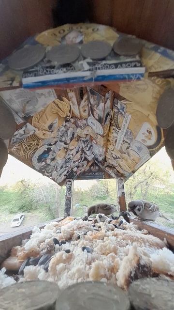 1000042345.mp4Кормушка.02.05.2025г.