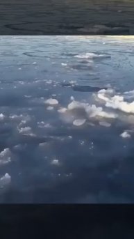Белая медведица пробивает лед, чтобы ее детеныш мог дышать