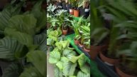 Первая праздничная поставка в Агро-ОПТ Махачкала