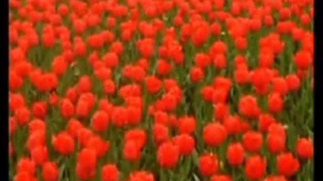 Высота 164,9-Н.Чиляков.mp4