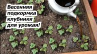 🍓 ПЕРВАЯ ПОДКОРМКА КЛУБНИКИ ВЕСНОЙ – залог богатого урожая!