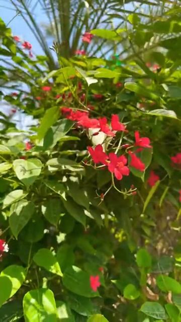 ✨ Beautiful Nature ❤️🌺Заметачельная природа 🌸#nature #live