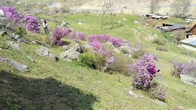 2. Республика Алтай, с. Купчегень цветение Маральника. 02.05.2025.