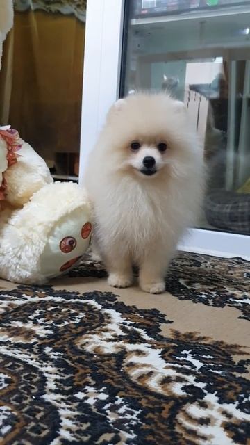 щенок померанского шпица.89033426819