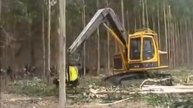 Вырубка леса по японски