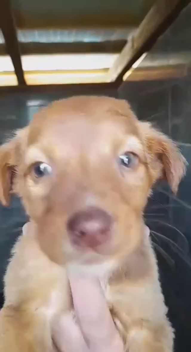 Щенята гибнут в отлове