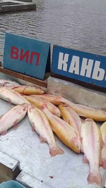 Каньон.
