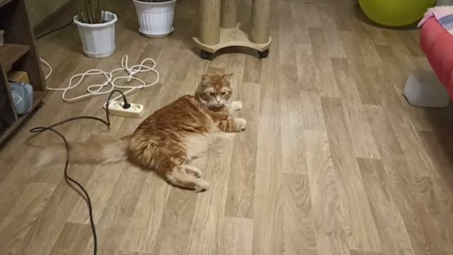 Это что? Решил я значит спокойно полежать, а они с пылесосом пришли мяу