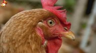 Любовь птицевода к Курочкам 🐥🐔🥚 Нежное видео 🐓 Версия (44)