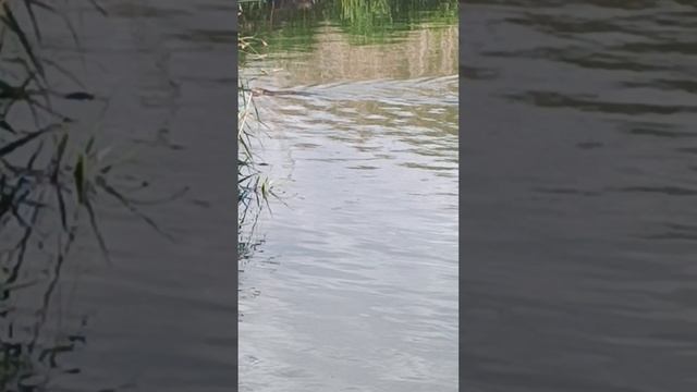 Водоплавающий хомяк.