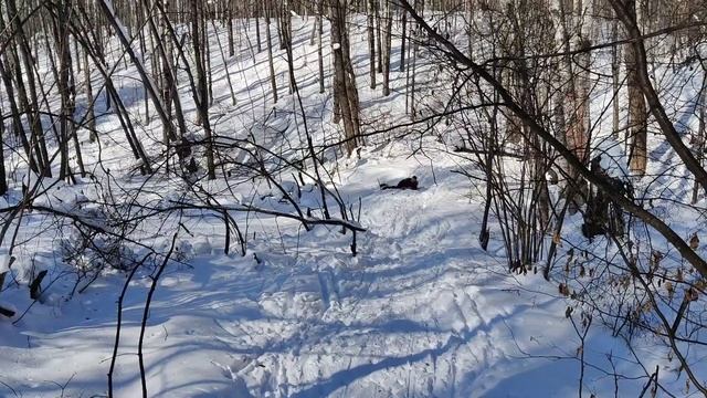 Трофимовка — Пенза на лыжах 52км