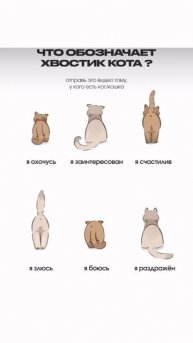 ЭТО ВАЖНО ЗНАТЬ! #cats #топ