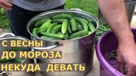 🔥 ОГУРЦЫ В ТЕПЛИЦЕ: 2 ЛУЧШИХ СПОСОБА для рекордного урожая!