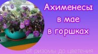 Рання прищипка ахименесов очень важна!