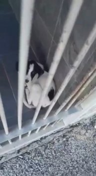 Мама и щенята под усыпление