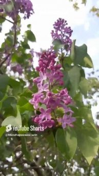 ДНР. Харцызск. 02.05.2025. Цветы у дома. Сирень #сирень
