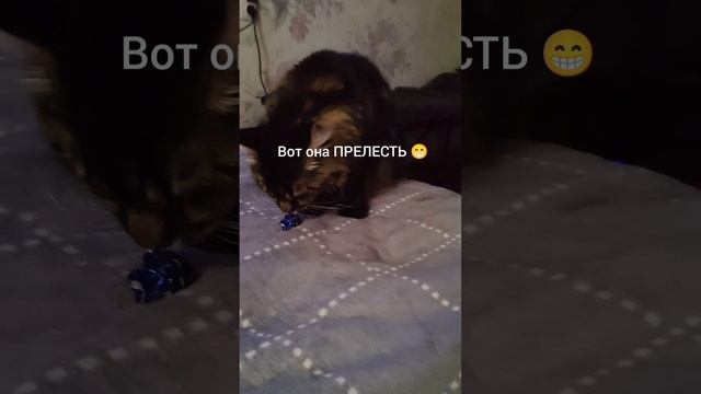 Моя прелесть 😍 😁