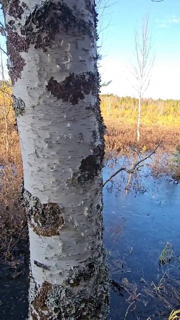 Болото весной