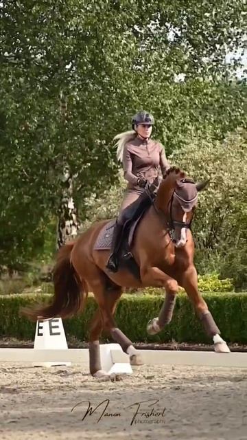 Мощь! #конныйспорт #лошади #horselover #horse #выездка #horseislive