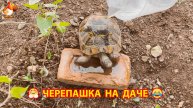 Черепашка как дачный питомец пьет водичку в жару 🐢🤗😂