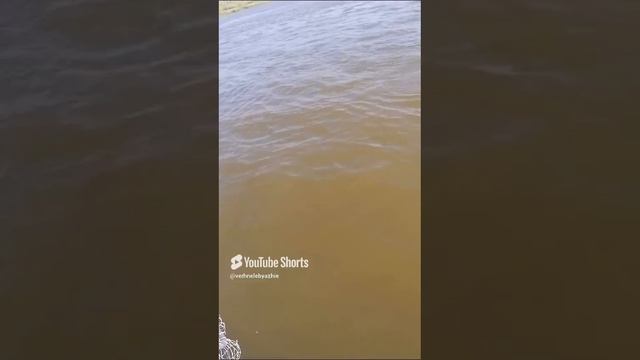 Захватывающее приключение на Волге. Охота на сазана