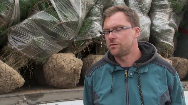 Почти полторы тысячи деревьев и кустарников начали высаживать на Гребном канале
