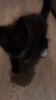 Утром в гаражах был найден дико плачущий котенок!!!