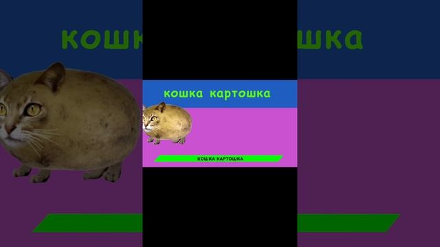 мышка
