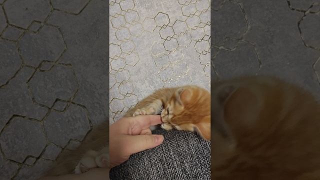 1000014778.mp4