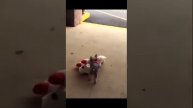 Собакену купили игрушку,которую он хотел 🥰🤩😍