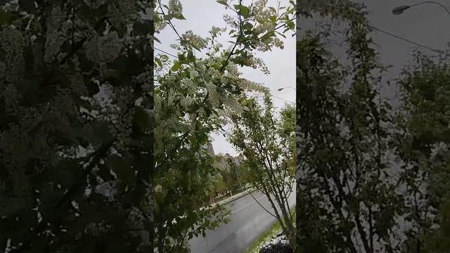 Аллею из черёмухи высадили на Аминьевском  шоссе
Одна краше другой