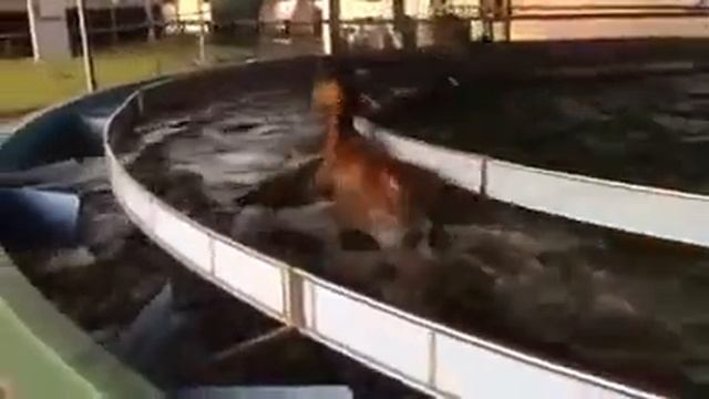 Тренировка лошади в воде