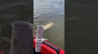 Вот это рыбина! Рыбалка на троллинг "ВЕРХНЕЛЕБЯЖЬЕ FISH RESORT"
