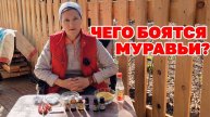 🚫 ВСЕ СРЕДСТВА от МУРАВЬЕВ – ВРЕМЕННЫ! ТОЛЬКО ЭТОТ СПОСОБ ИЗБАВИТ ОТ НИХ НАВСЕГДА!