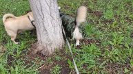 Не можем поделить дерево с братаном, метим территорию на районе ррафф