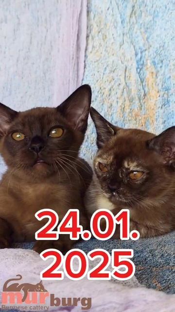 "MURBURG" Бурманские котята