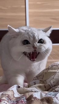 Какой ты КОТ по Знаку Зодиака 😲