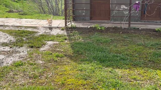 Славулька на забегах