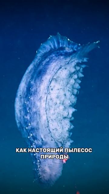 Морской огурец