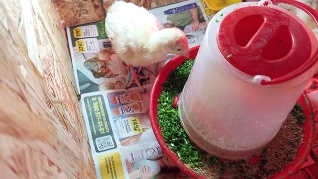 Индюшатам сегодня 7 дней