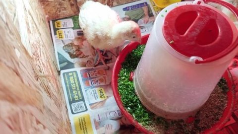 Индюшатам сегодня 7 дней