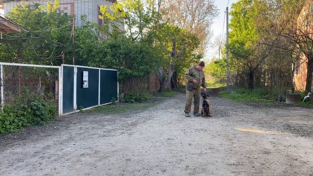 Бельгийская овчарка 4,5 месяцев Локки! Отработка команды ко мне!