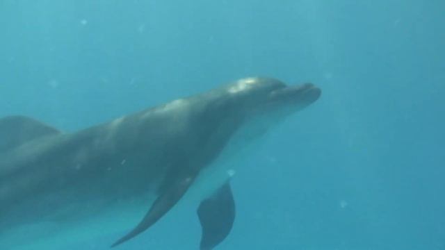 Люди и дельфины в дельфинарии НЕМО / Dolphins and people