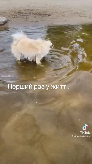 Шпиц купается