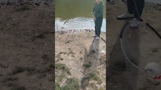 Рыбалка. поймал Карпа. карп.